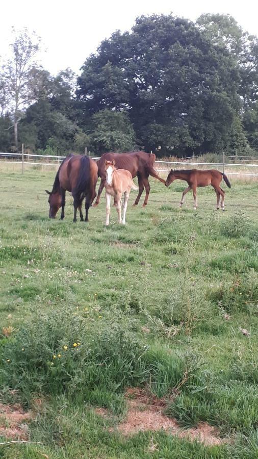 Moult Gite Du Haras De Vales מראה חיצוני תמונה